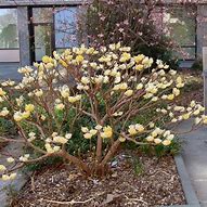Image result for Edgeworthia chrysantha Grandiflora