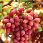 Image result for Grapes Vine in Misamis Occidental