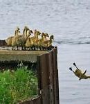 Image result for Baby Duck Memes Funny