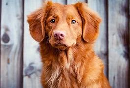 Image result for Butch the Dog