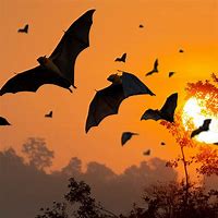 Image result for Fear of Bats