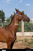 Image result for Ferghana Horse