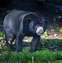 Image result for Bear Chester Zoo