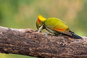 Image result for Picus chlorolophus