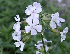 Image result for Saponaria officinalis Alba Plena