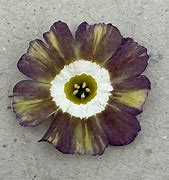 Bildergebnis für Primula auricula Argus