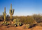 Image result for Arizona Desert