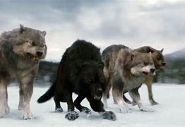 Image result for Twilight Wolves