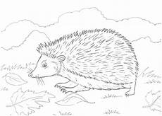 ausmalbilder igel gratis asumalbilder ausmalbilder igel ausmalbilder igel gratis asumalbilder ausmalbilder igel
