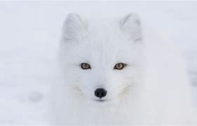 Image result for Fox Run Arctic Fox