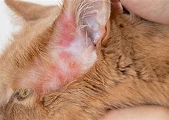 Image result for Cat Flesh-Eating Bacteria