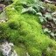 Image result for Rock Cap Moss