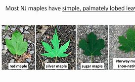 Image result for Maple Leaves Identification