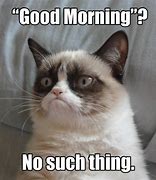 Image result for Good Morning Cat Memes Funny