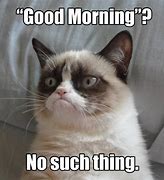 Image result for Grumpy Cat Morning