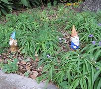 Image result for German Garden Gnomes
