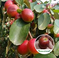Image result for Apple Ber Red Plant