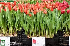 Tulipa Lalibela に対する画像結果