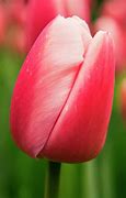 Tulipa Ollioules 的图像结果