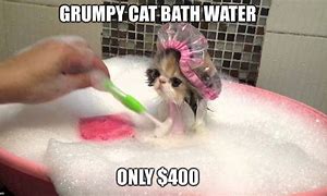Image result for Life or Bath Cat Meme