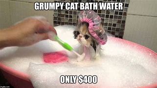 Image result for Life or Bath Cat Meme