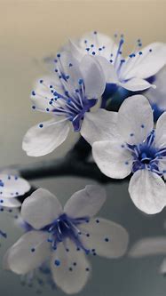Image result for Blue Flowers Phone Wallpaper