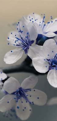 Image result for Blue Flower Phone Background