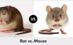 Image result for Rat Style Mouse