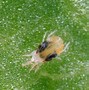 Image result for Spider Mites On Pot Plants