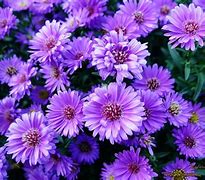 Image result for Beautiful Purple Flowers