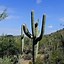 Image result for Columnar Thornless Cactus