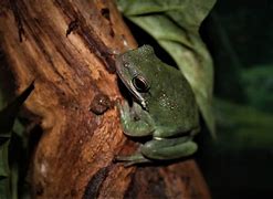 Image result for Oklahoma Tree Frog