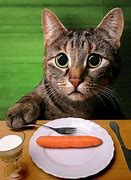 Image result for Funny Cat at Dinner Table Meme