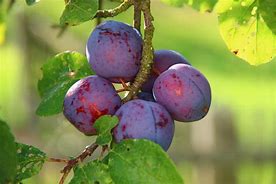 Image result for Fruit Bluish-Purple Apple