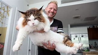 Image result for Largest Cat Ever