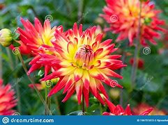 Dahlia Bon Bini ପାଇଁ ପ୍ରତିଛବି ଫଳାଫଳ