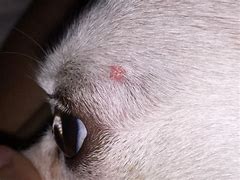 Image result for Wart On Dog Eye