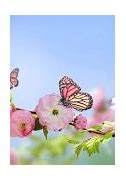 Image result for Flower iPad Wallpaper