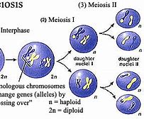 Image result for What the Difference Between Meiosis and Mitosis