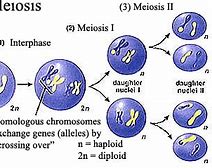 Image result for 12 Stages of Mitosis