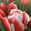 Image result for Tulipa Mariage