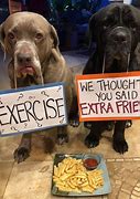 Image result for Funny Dog Photos