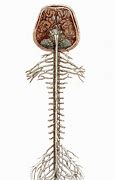 Image result for Baby Brain with Spinal Cord Images