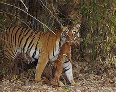 Image result for Dholes Kill Tiger