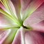 Image result for Flower Imge Taken From an iPhone