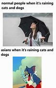 Image result for Cat Rain Meme
