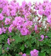 Image result for Geranium cantabrigiense Karmina