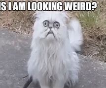 Image result for Weird Looking Cat Meme