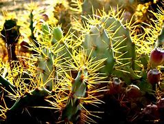 Image result for Cactus Thorns
