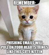 Image result for Security Cat Meme